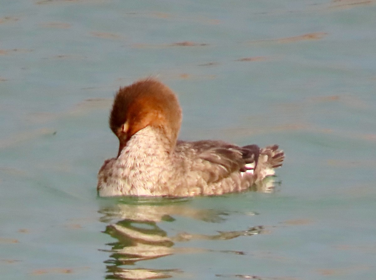 Serreta Mediana - ML647266894