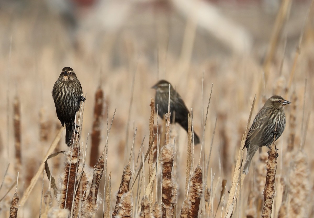 Red-winged Blackbird - ML647266896