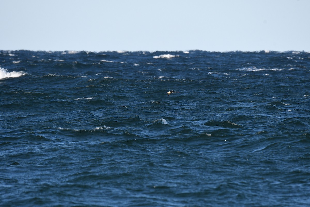 Serreta Mediana - ML647266898