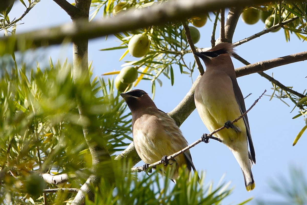 Cedar Waxwing - ML647266899