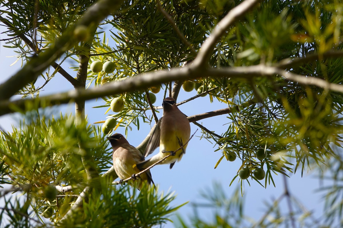 Cedar Waxwing - ML647266900