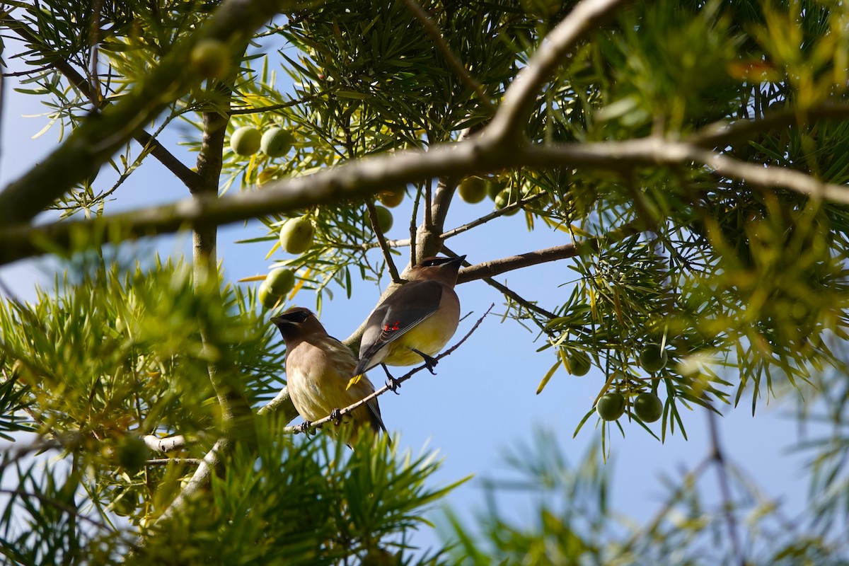 Cedar Waxwing - ML647266901