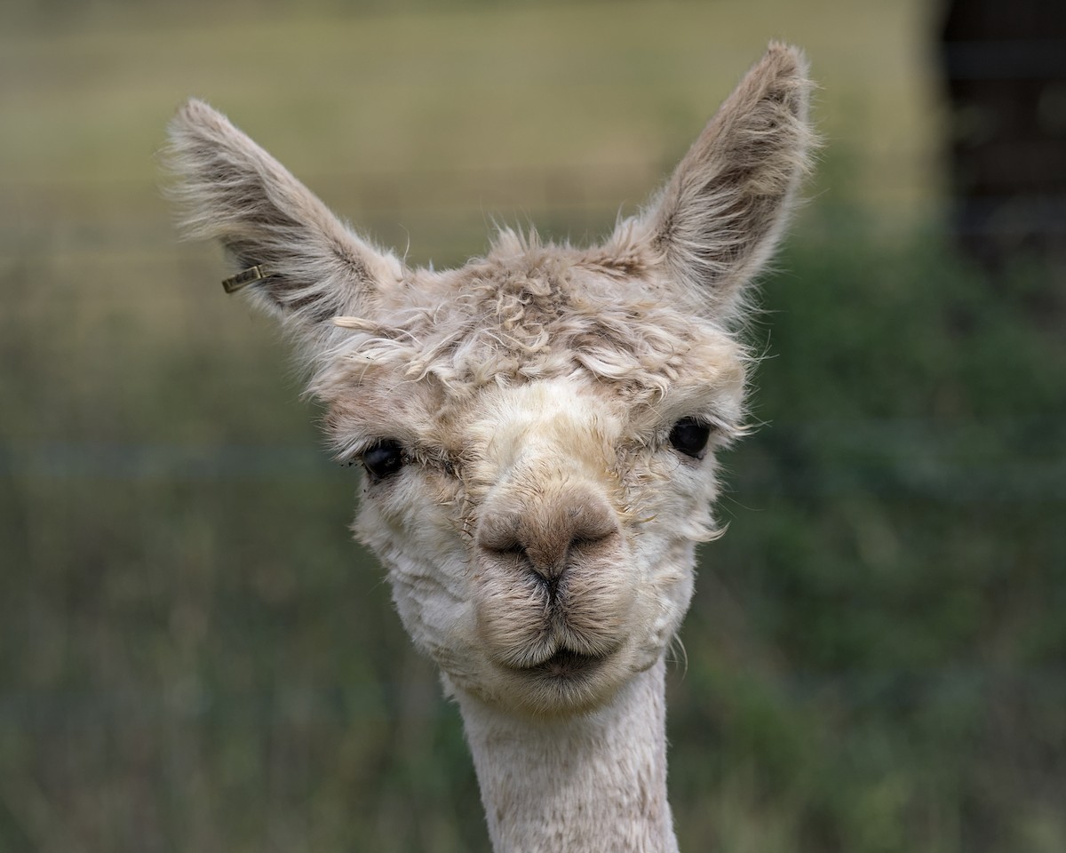 Alpaca - ML647266902