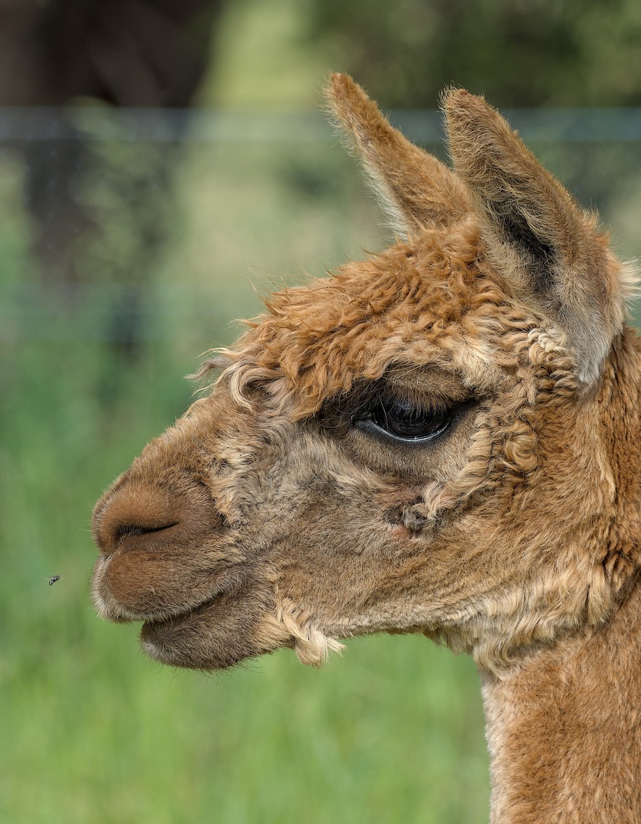 Alpaca - ML647266903