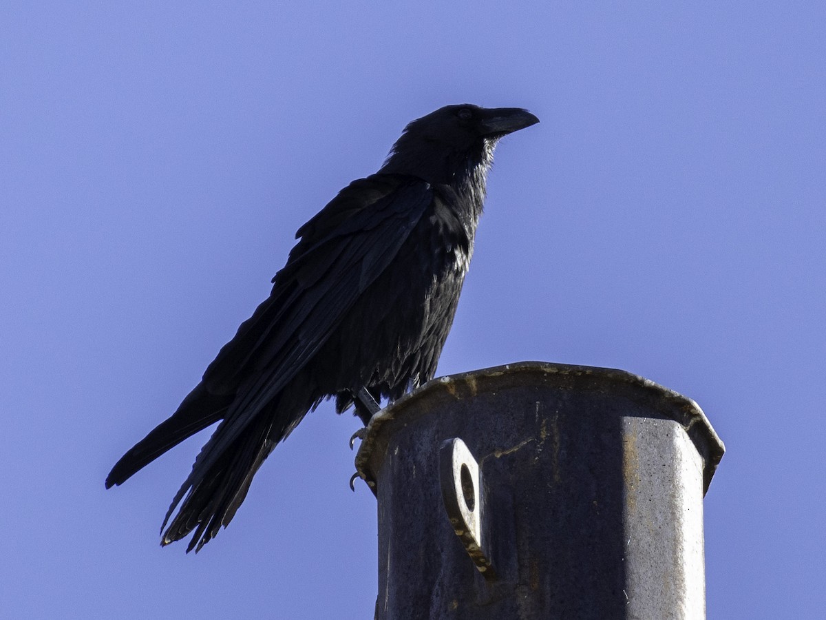 Chihuahuan Raven - ML647266906
