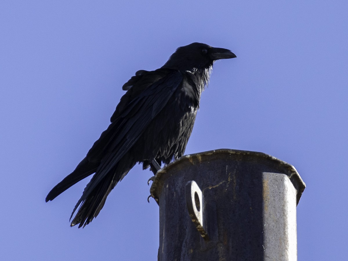 Chihuahuan Raven - ML647266908