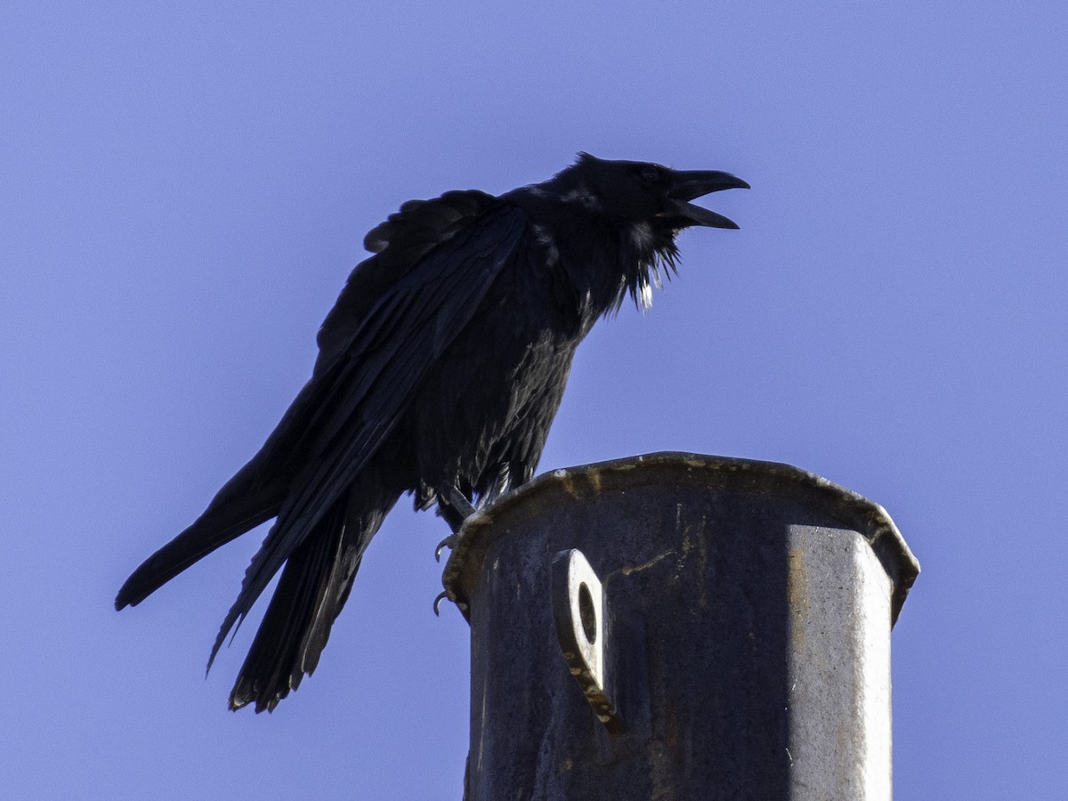 Chihuahuan Raven - ML647266913