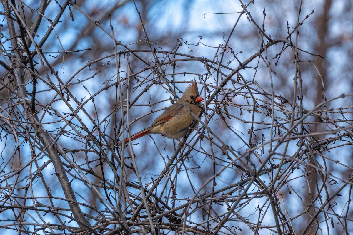 Cardinal rouge - ML647266917