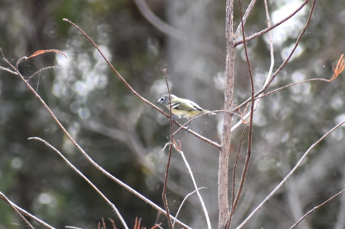 フタスジモズモドキ - ML647266923