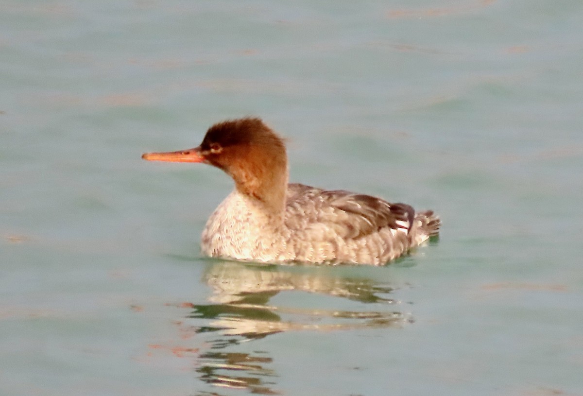 Serreta Mediana - ML647266924