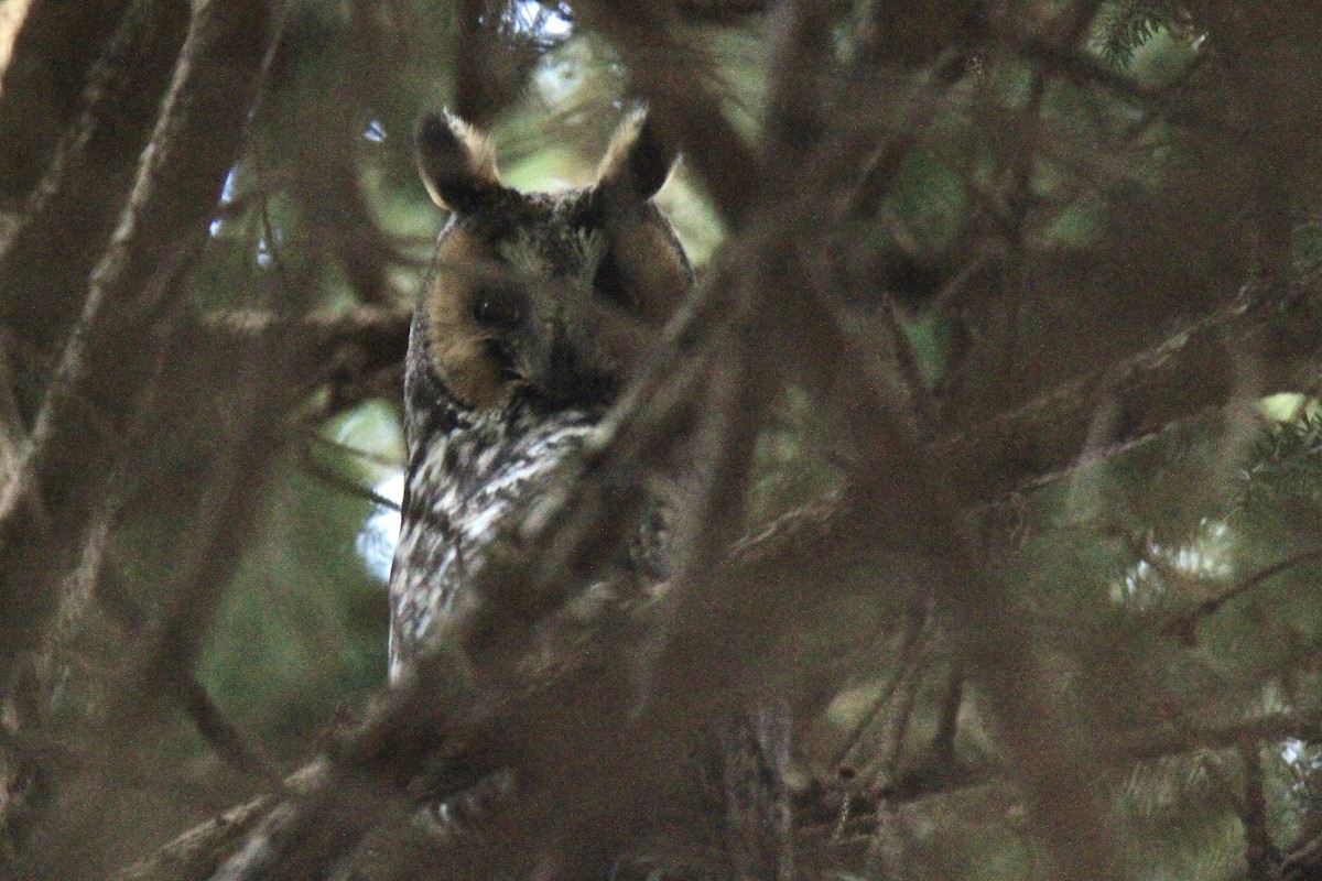 Waldohreule - ML647266935