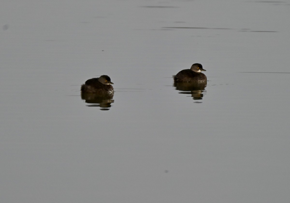 Least Grebe - ML647266936