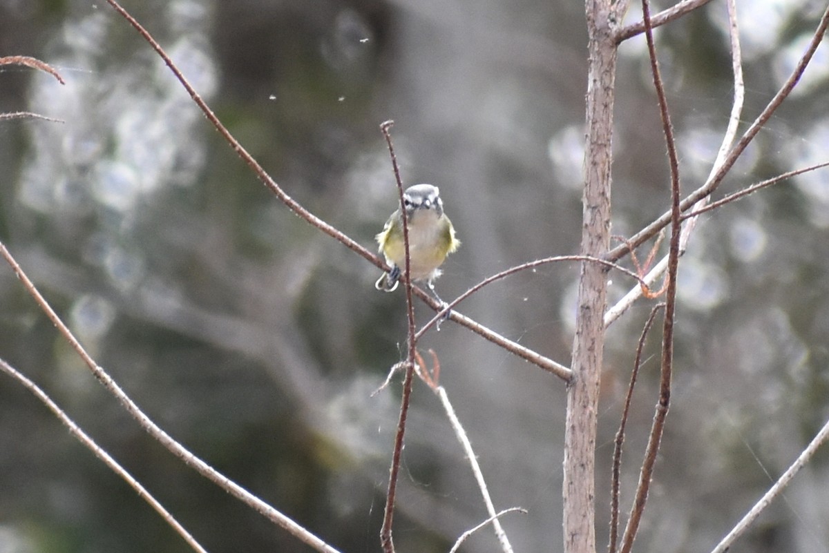 フタスジモズモドキ - ML647266939