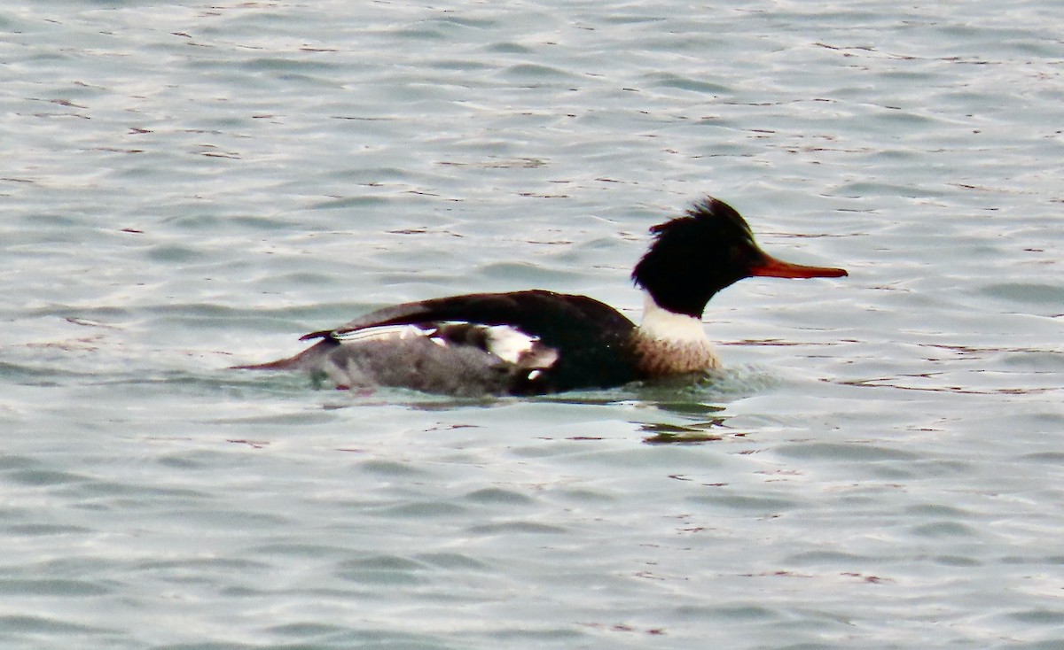 Serreta Mediana - ML647266945