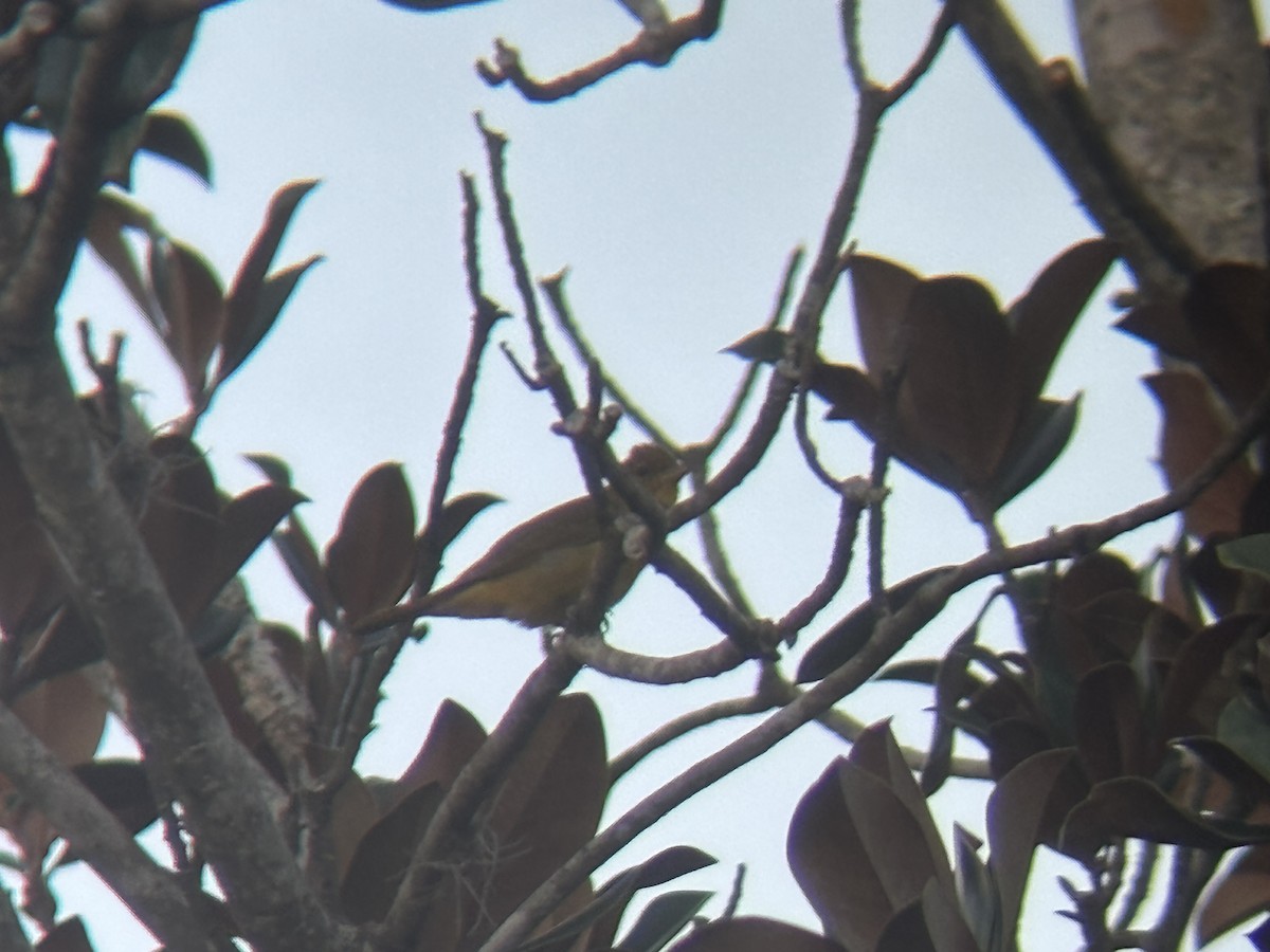 Summer Tanager - ML647266980