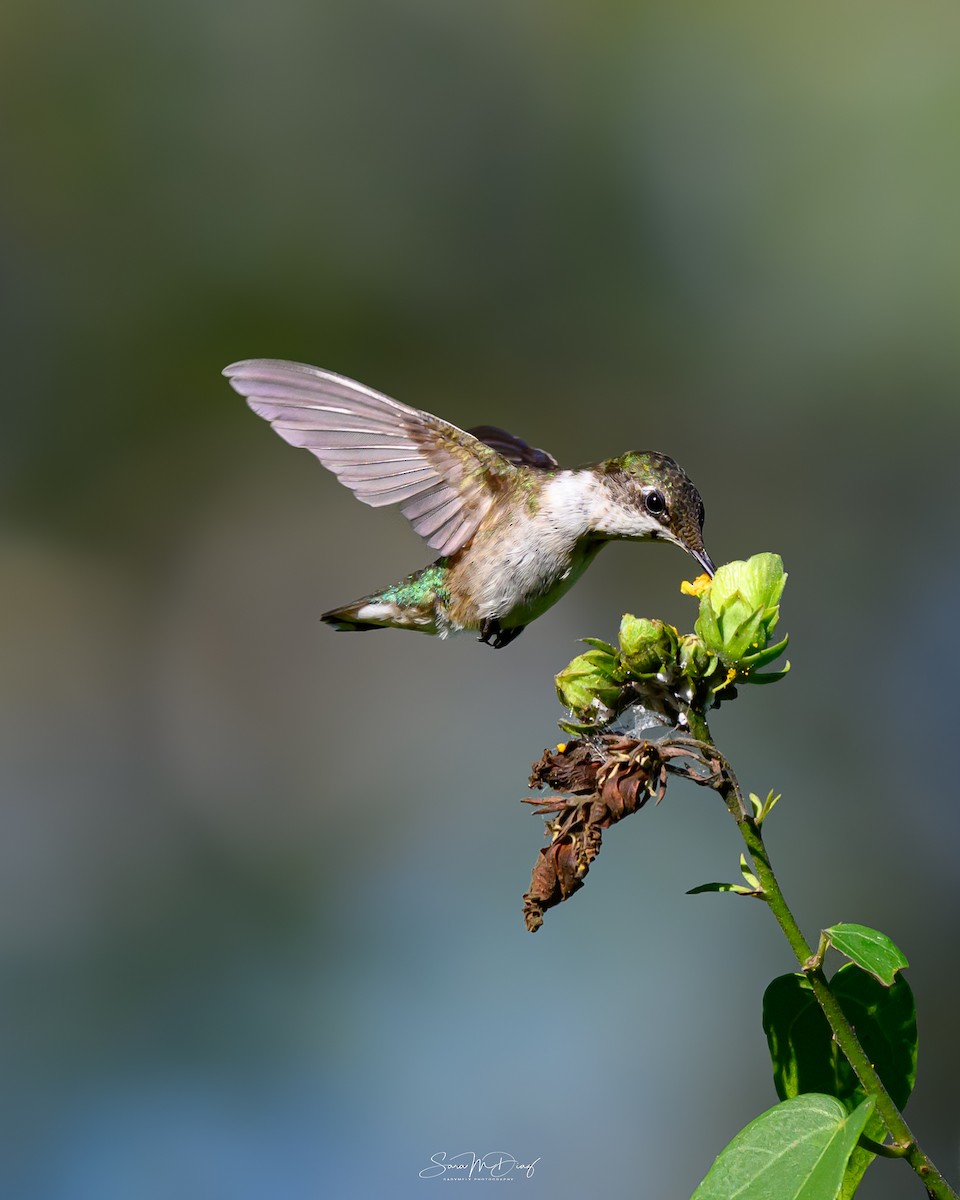 Рубиновогорлый колибри - ML647266983