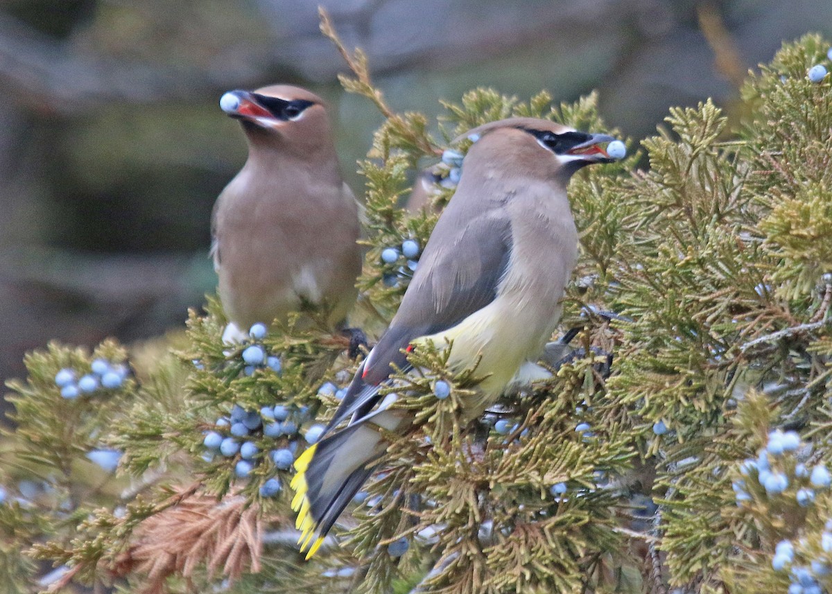 Cedar Waxwing - ML647266992