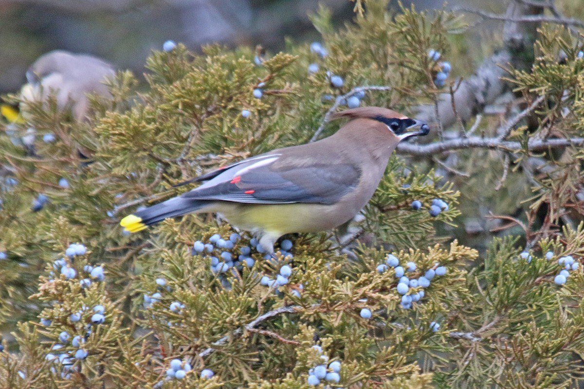 Cedar Waxwing - ML647266993