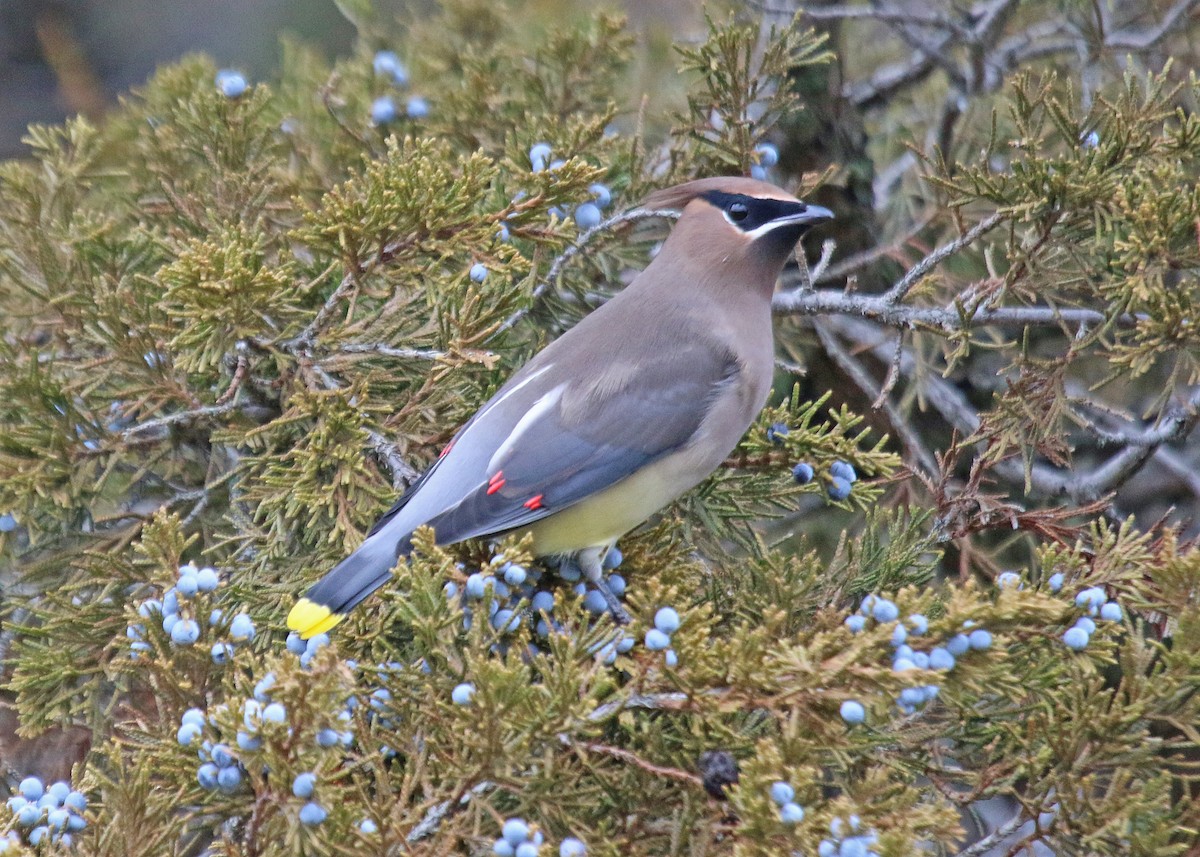 Cedar Waxwing - ML647266994