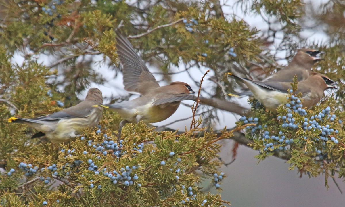 Cedar Waxwing - ML647266995