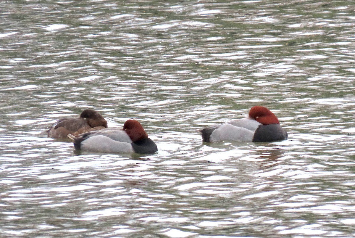 Redhead - ML647266998