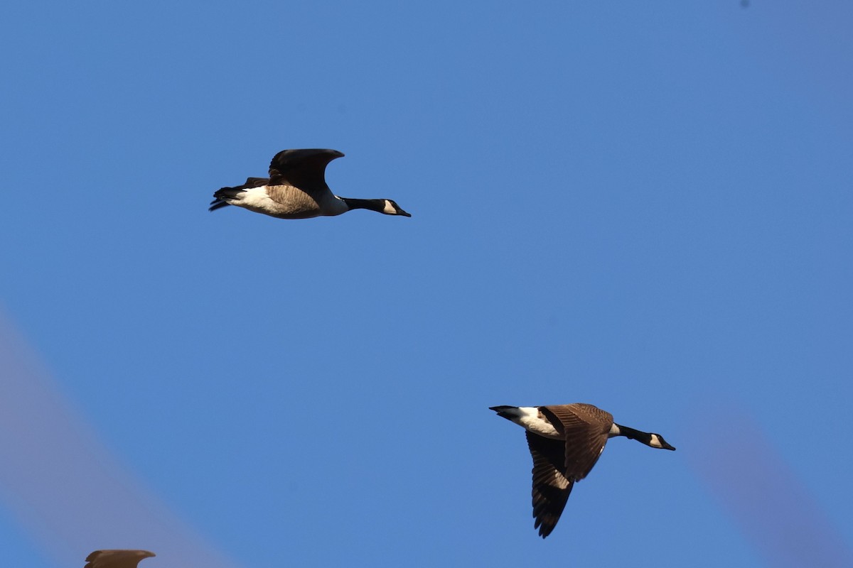 Canada Goose - ML647267000