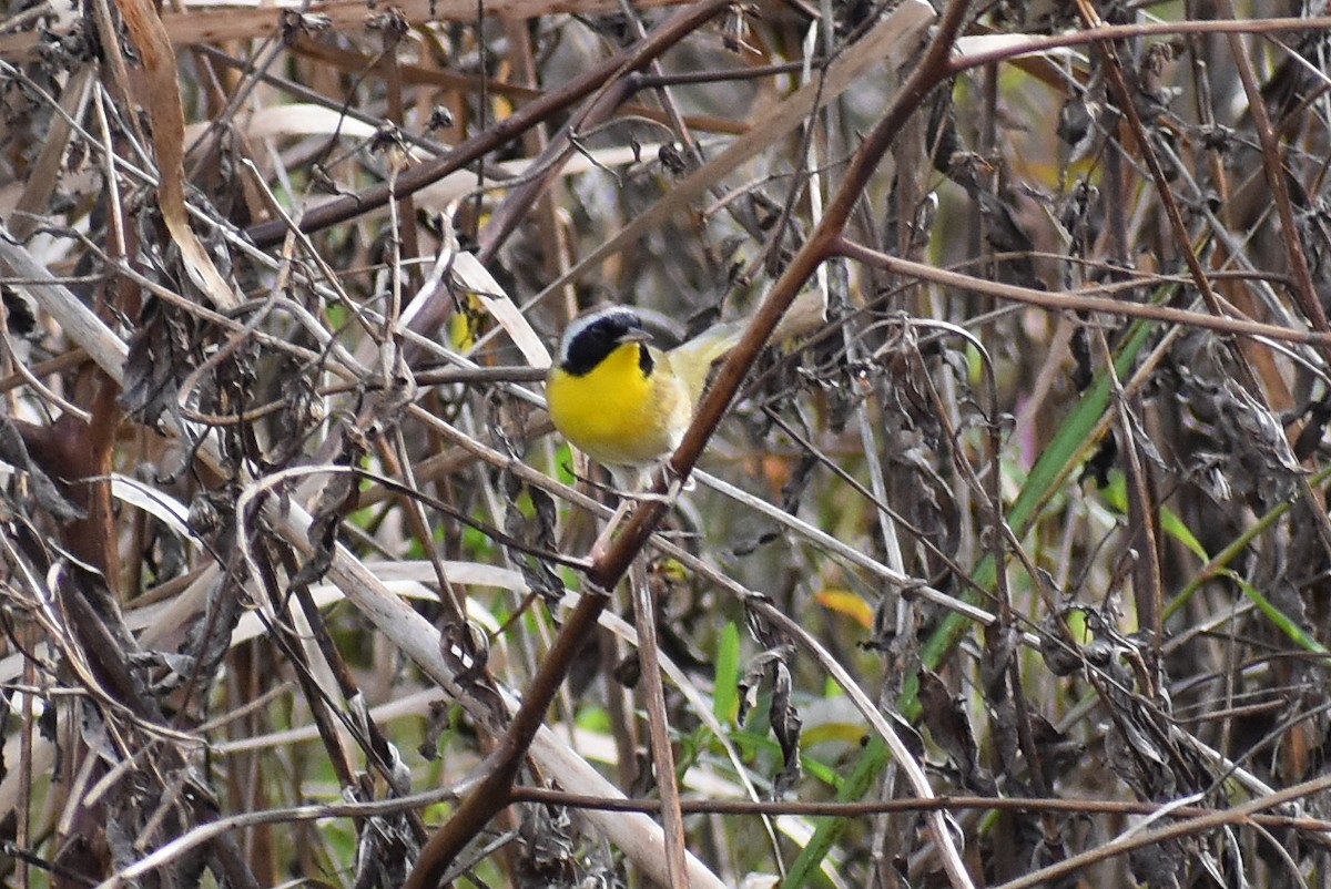 Common Yellowthroat - ML647267001