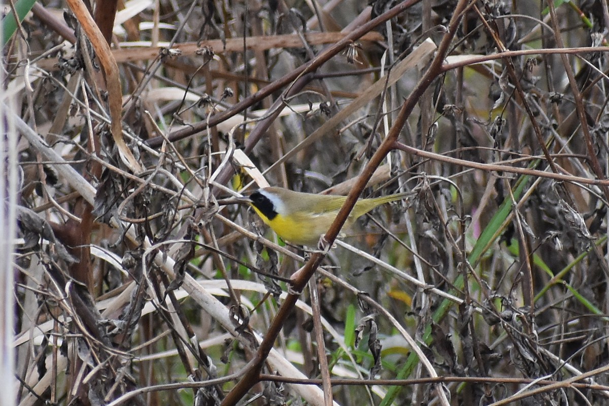 Common Yellowthroat - ML647267002