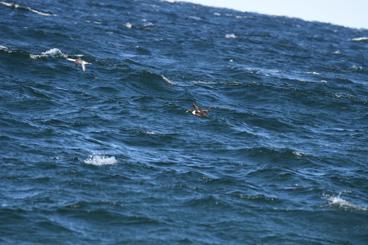 Common Eider - ML647267015