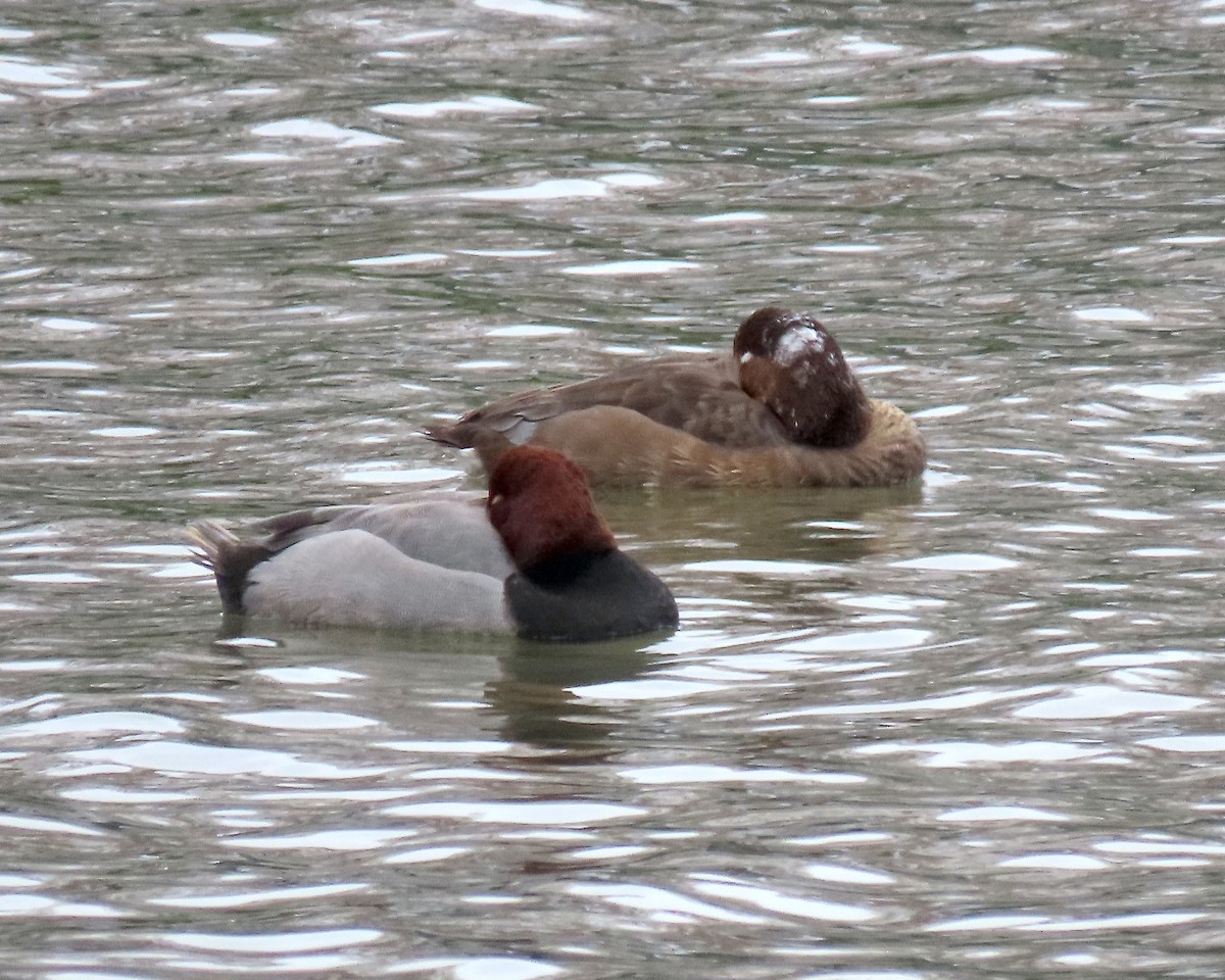 Redhead - ML647267021