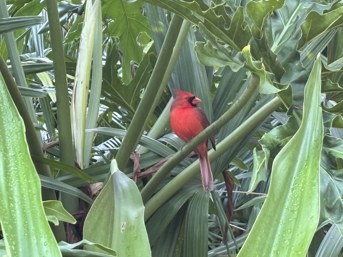 Cardinal rouge - ML647267049