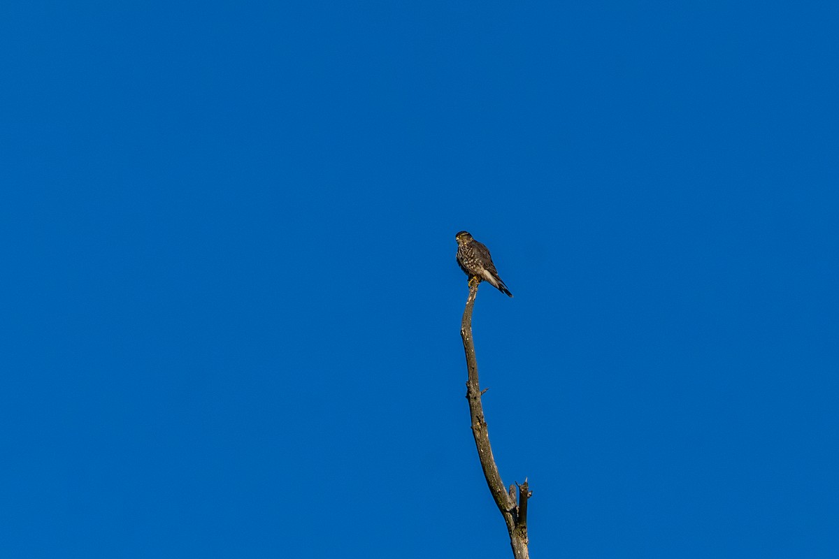 Smeriglio - ML647267050