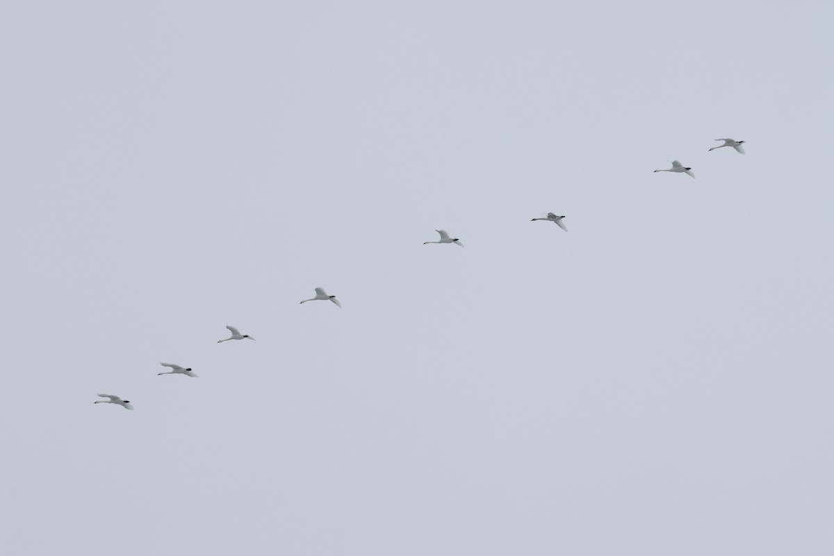 Гунгар хун - ML647267058