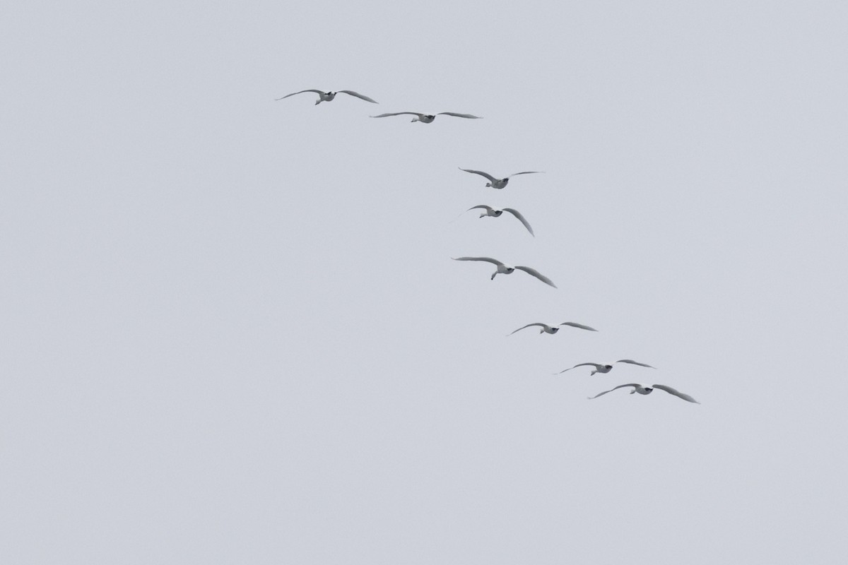 Гунгар хун - ML647267069