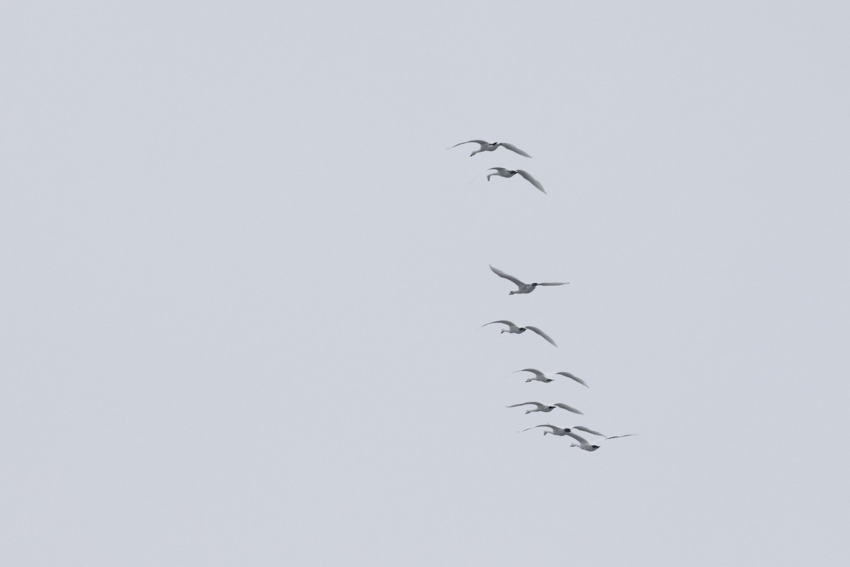 Гунгар хун - ML647267070