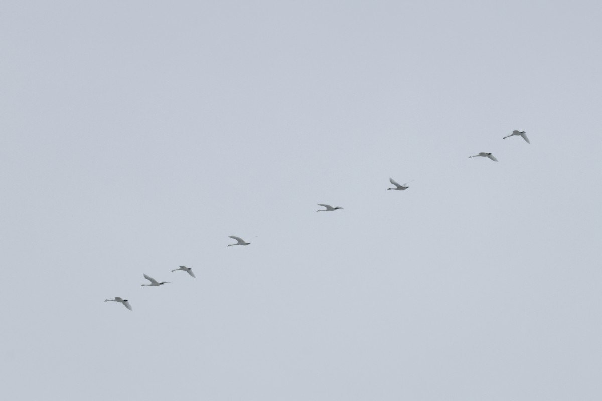 Гунгар хун - ML647267071