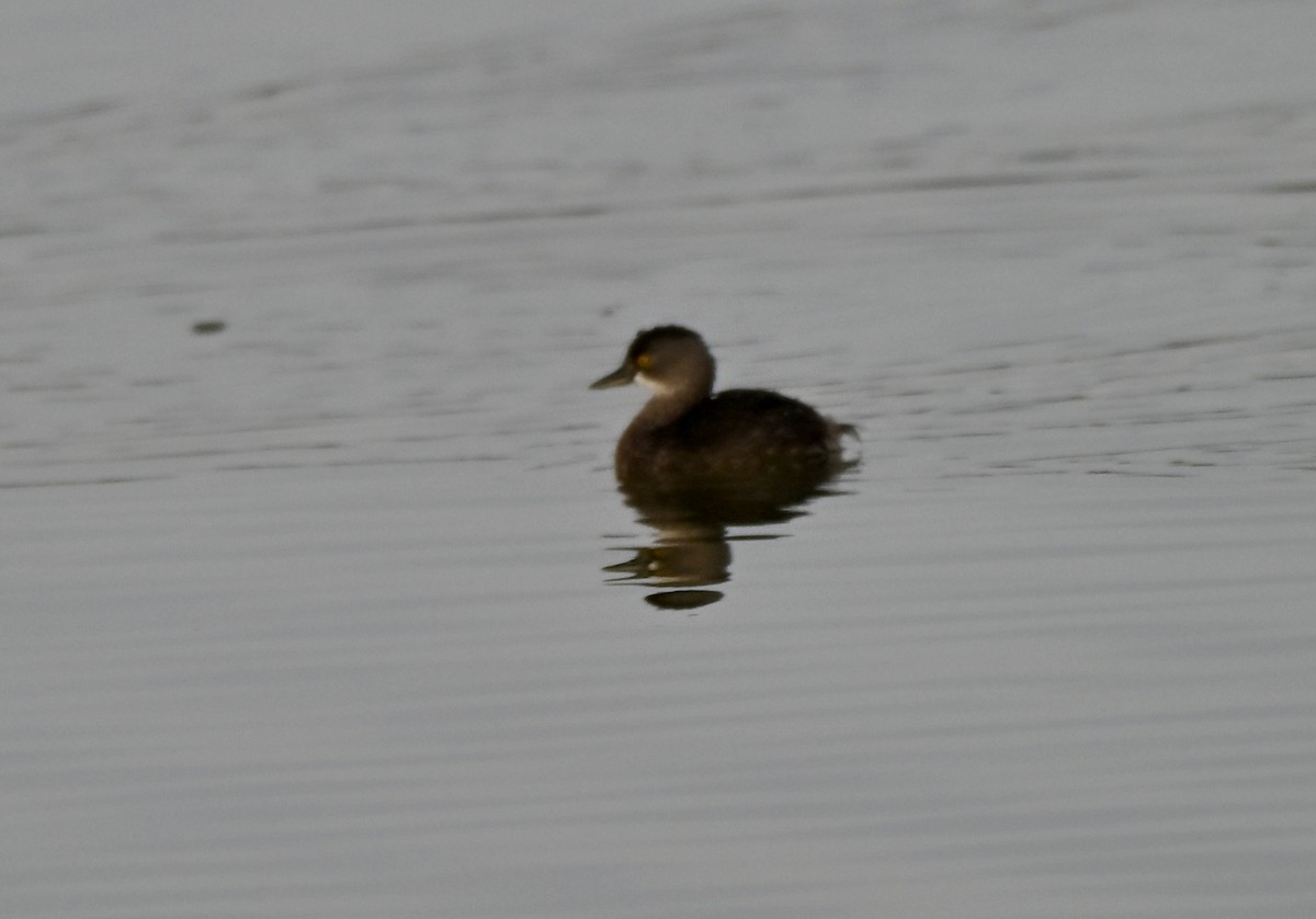 Least Grebe - ML647267072