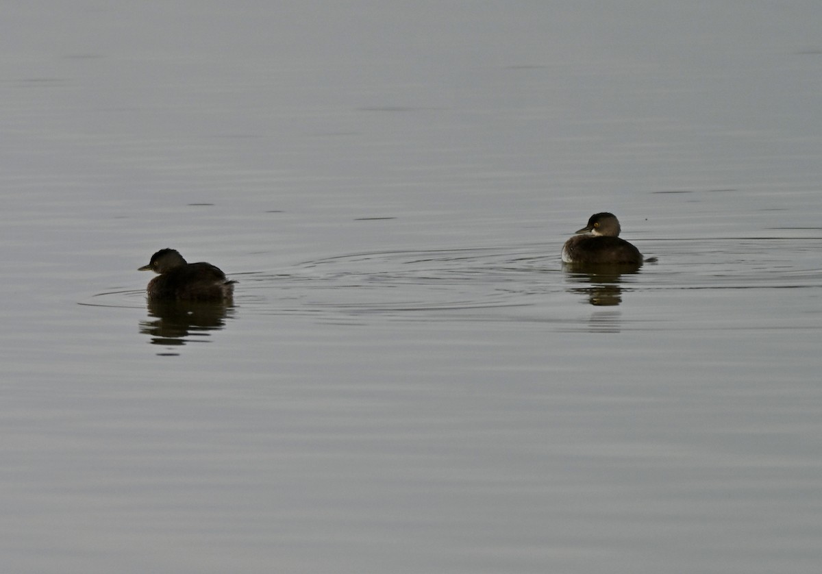 Least Grebe - ML647267074