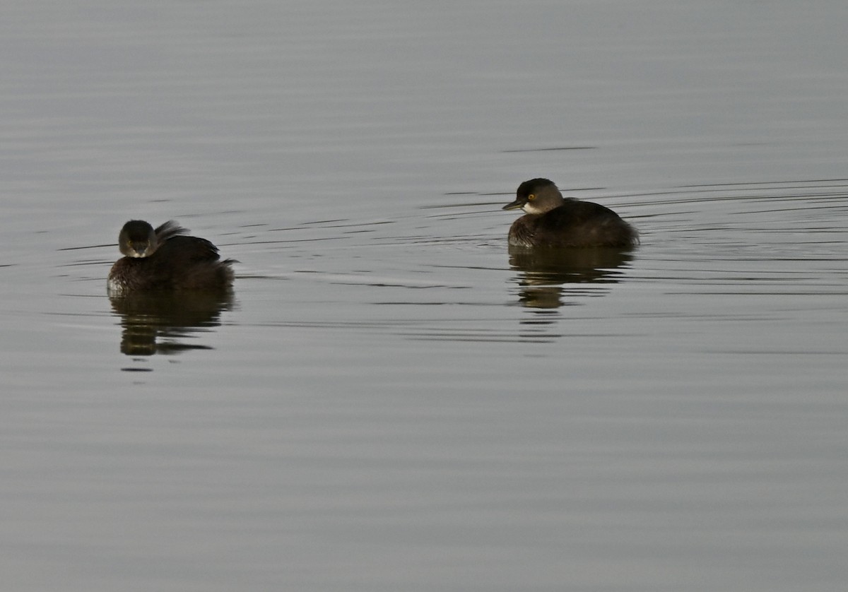 Least Grebe - ML647267075