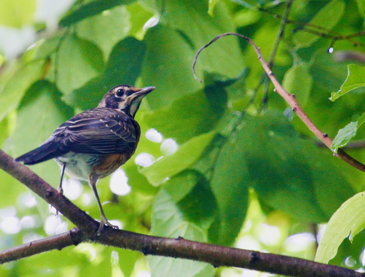 American Robin - ML647267081