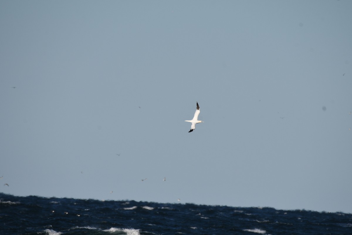 סולה מצויה - ML647267084