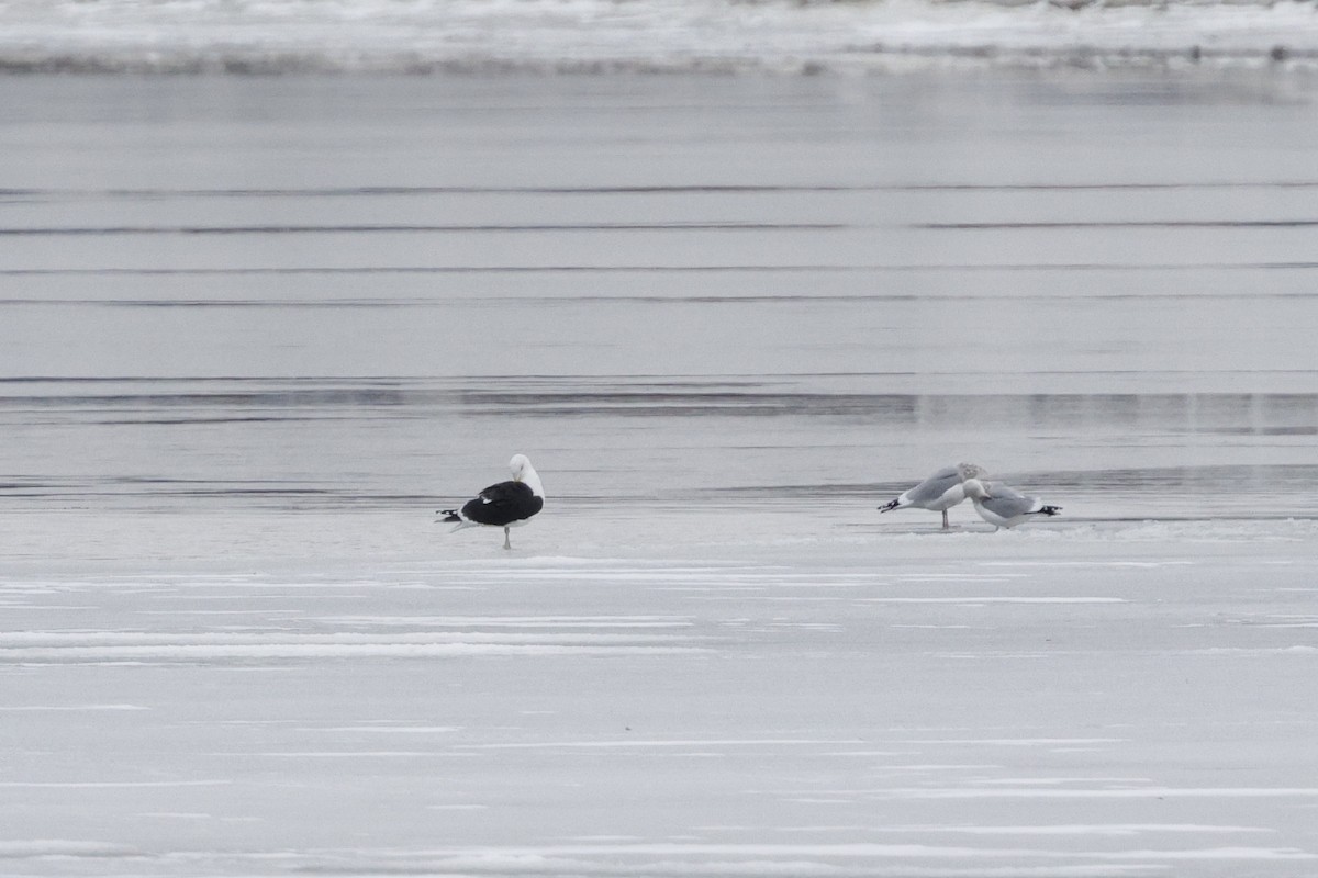 Great Black-backed Gull - ML647267092