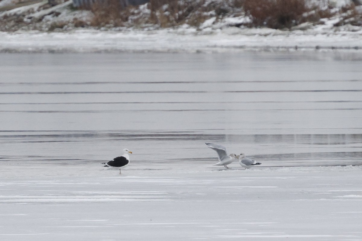 Great Black-backed Gull - ML647267093