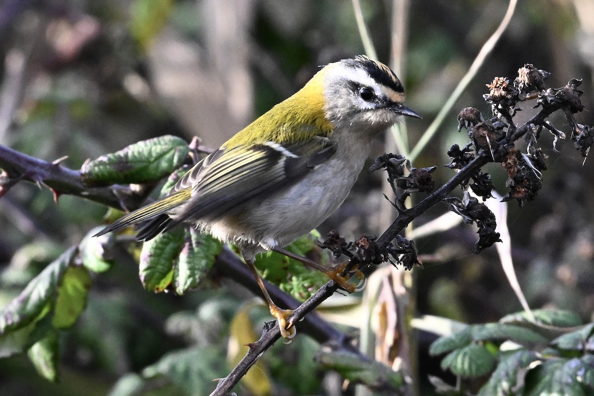 Common Firecrest - ML647267095