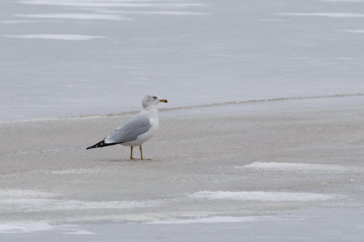 Ring-billed Gull - ML647267105