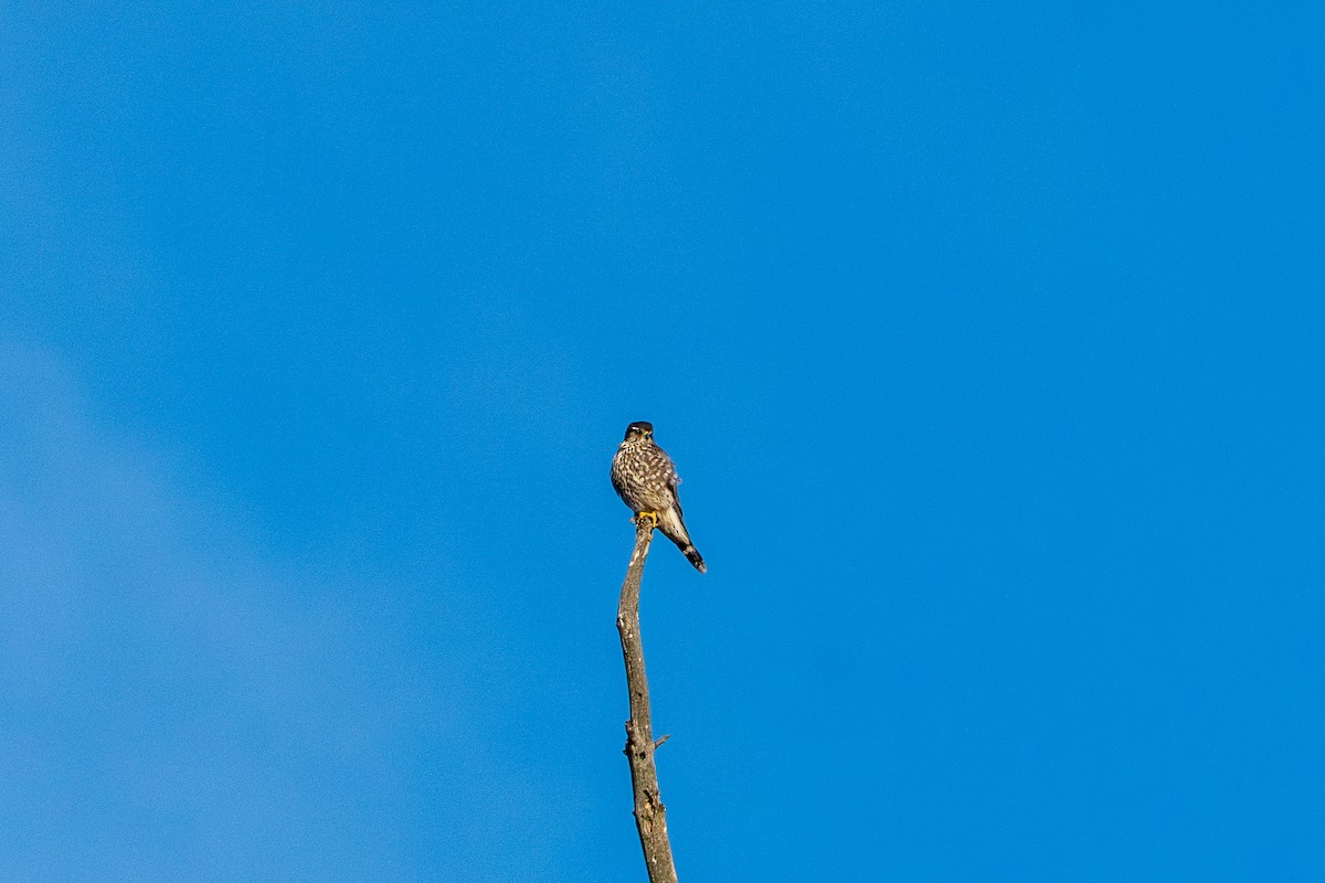 Smeriglio - ML647267120