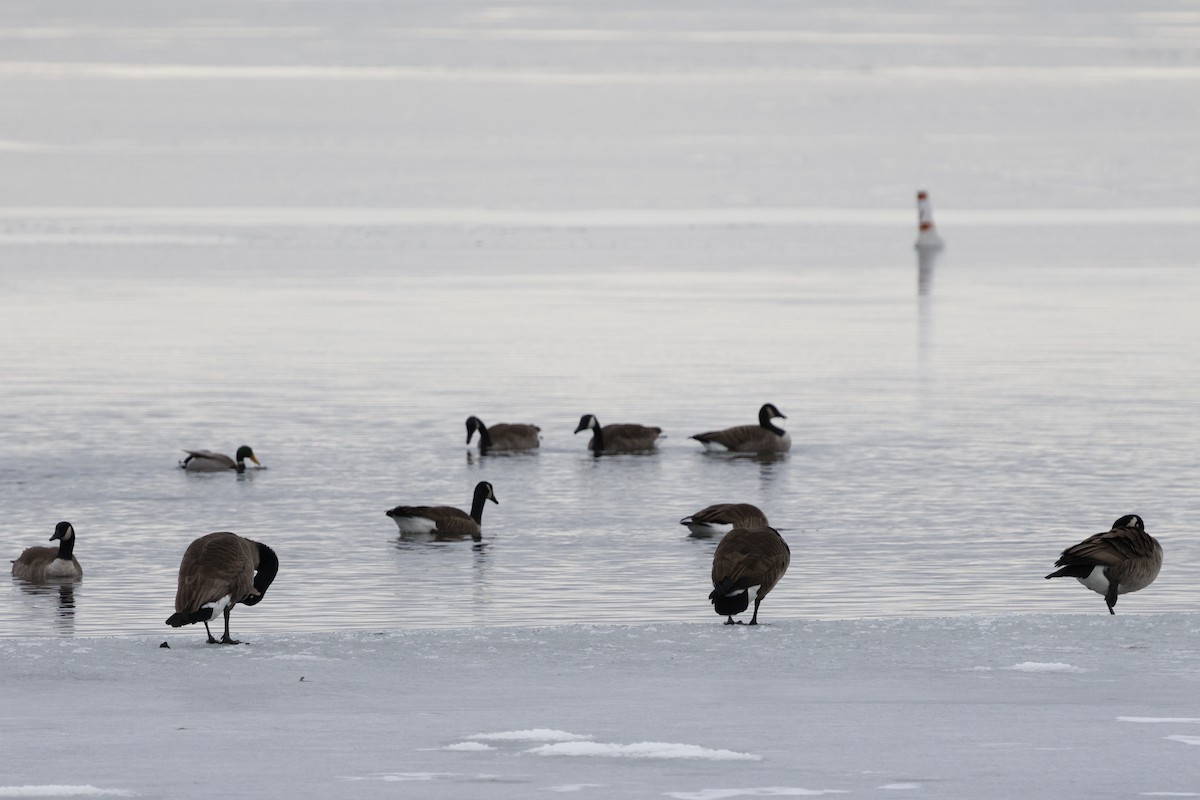 Canada Goose - ML647267133