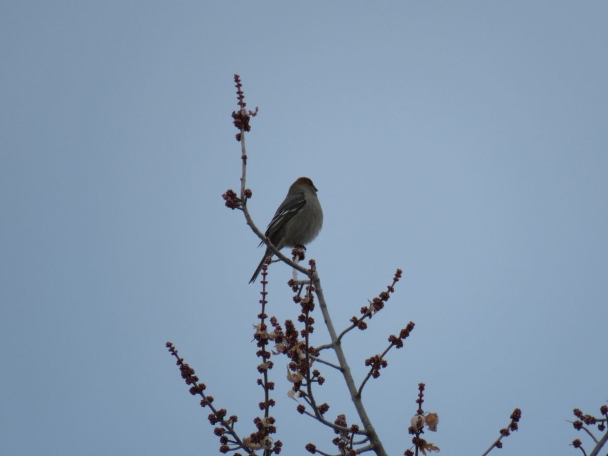 Pine Grosbeak - ML647267134