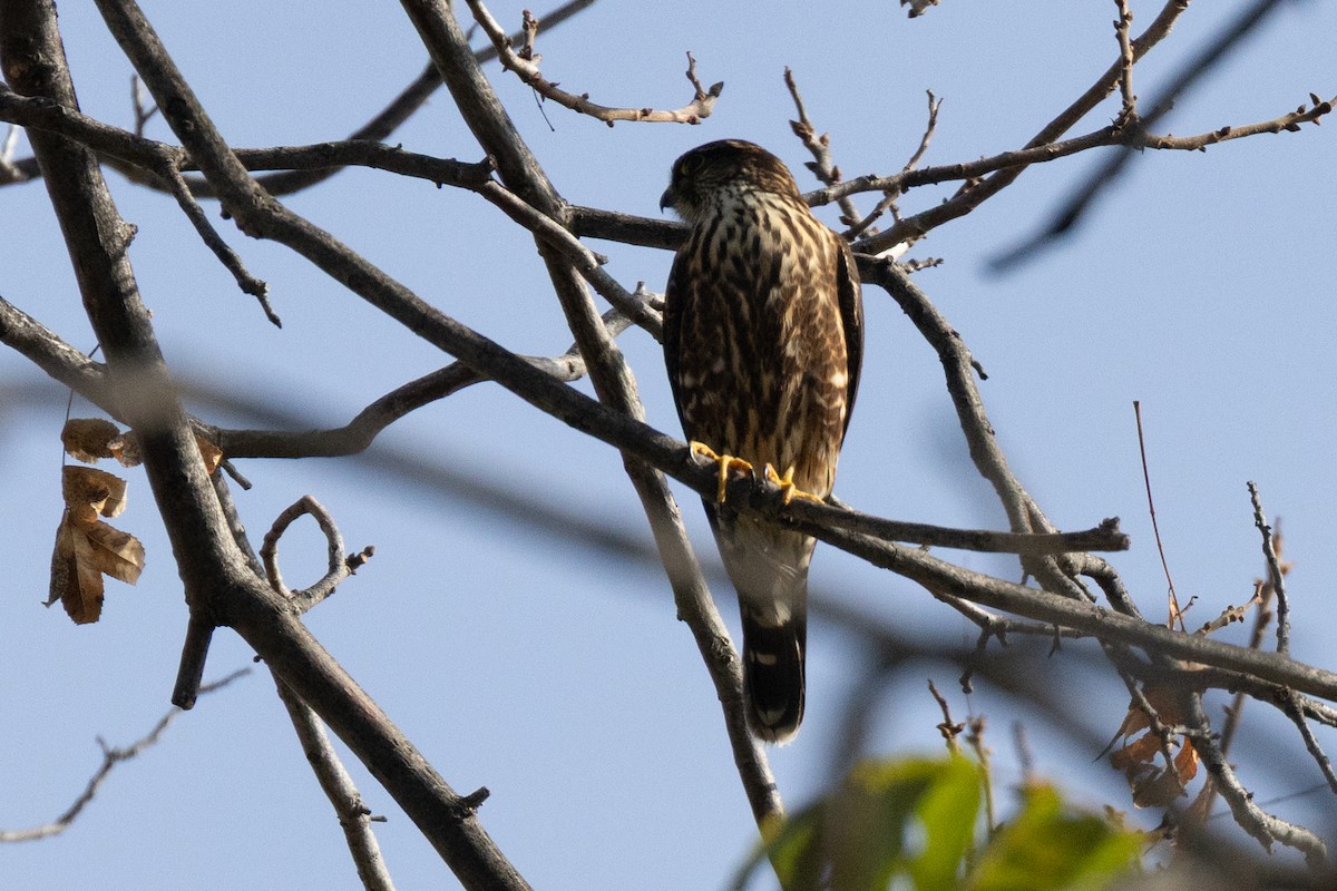 灰背隼 - ML647267136