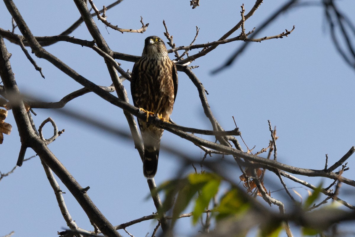 灰背隼 - ML647267137